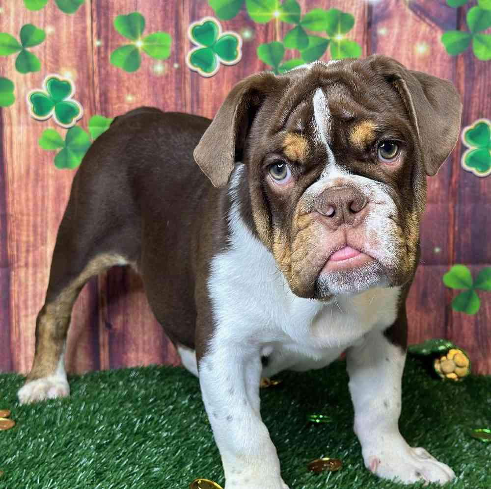 Male English Bulldog Puppy for Sale in Garland, TX