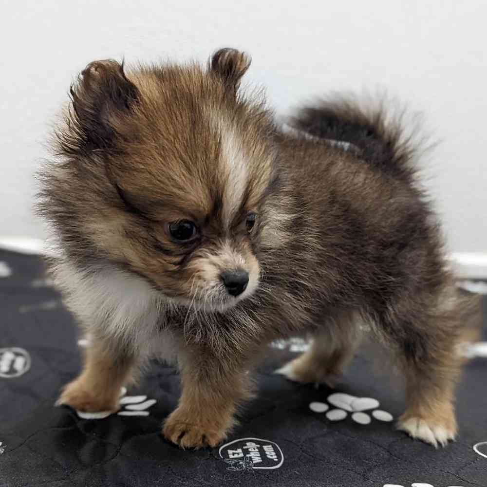 Female Pomeranian Puppy for sale