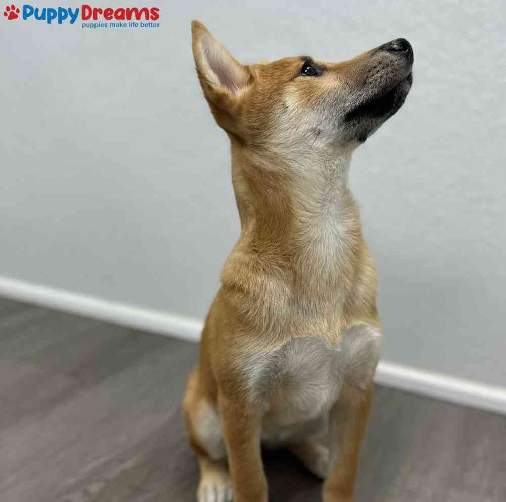 Female Shiba Inu Puppy for Sale in Little Rock, AR
