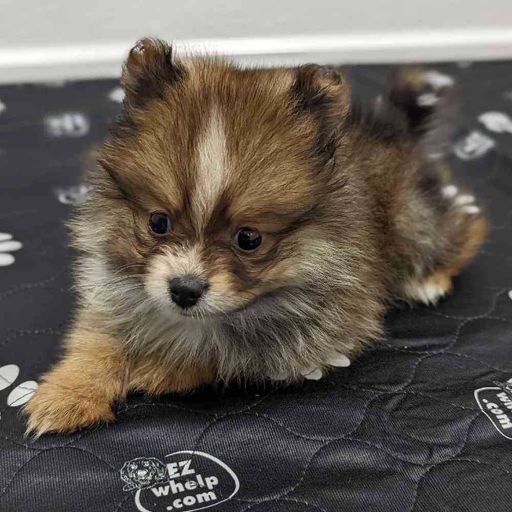 Female Pomeranian Puppy for sale
