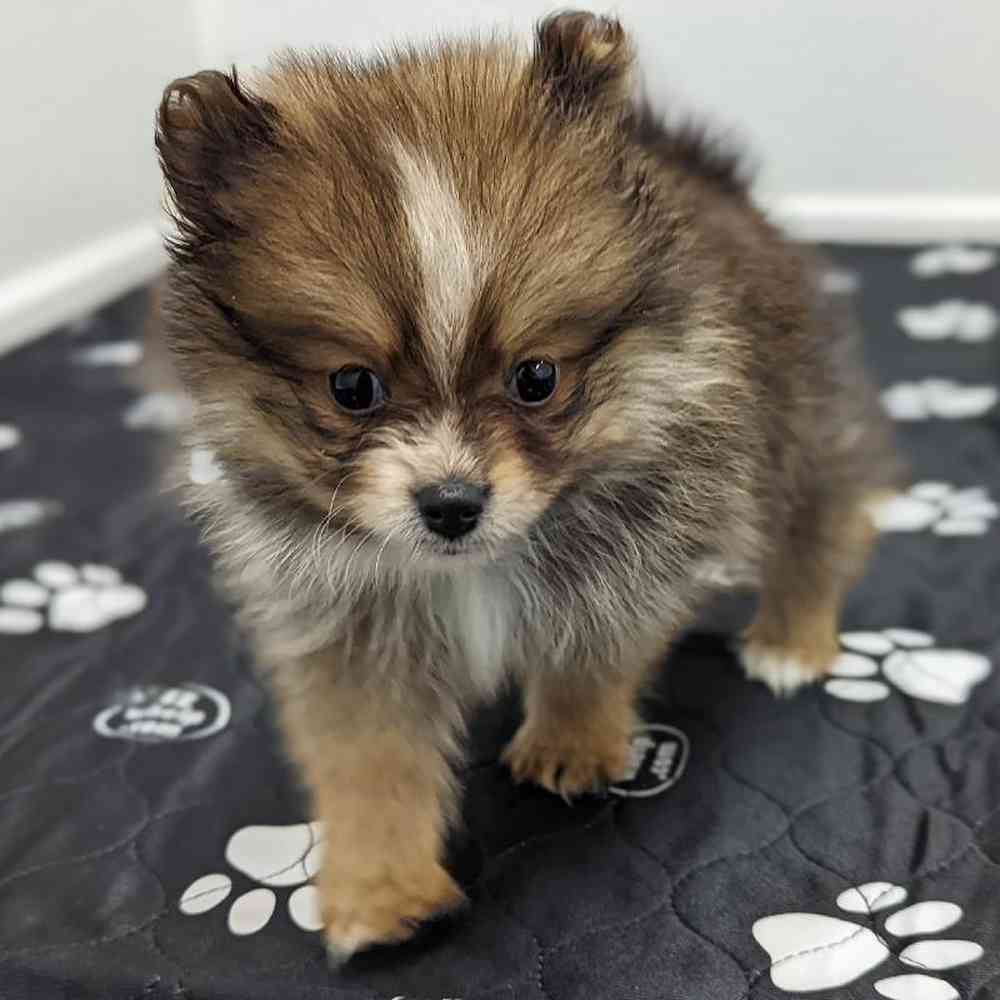 Female Pomeranian Puppy for sale
