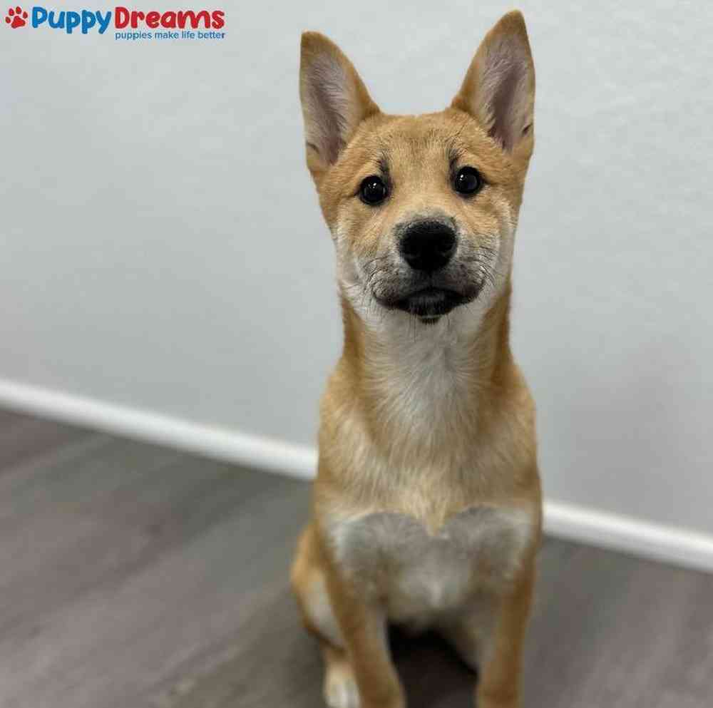 Female Shiba Inu Puppy for Sale in Little Rock, AR