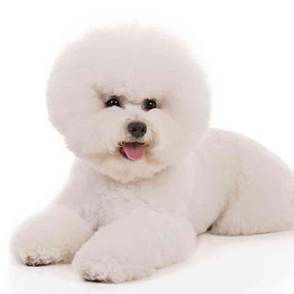 Bichon image