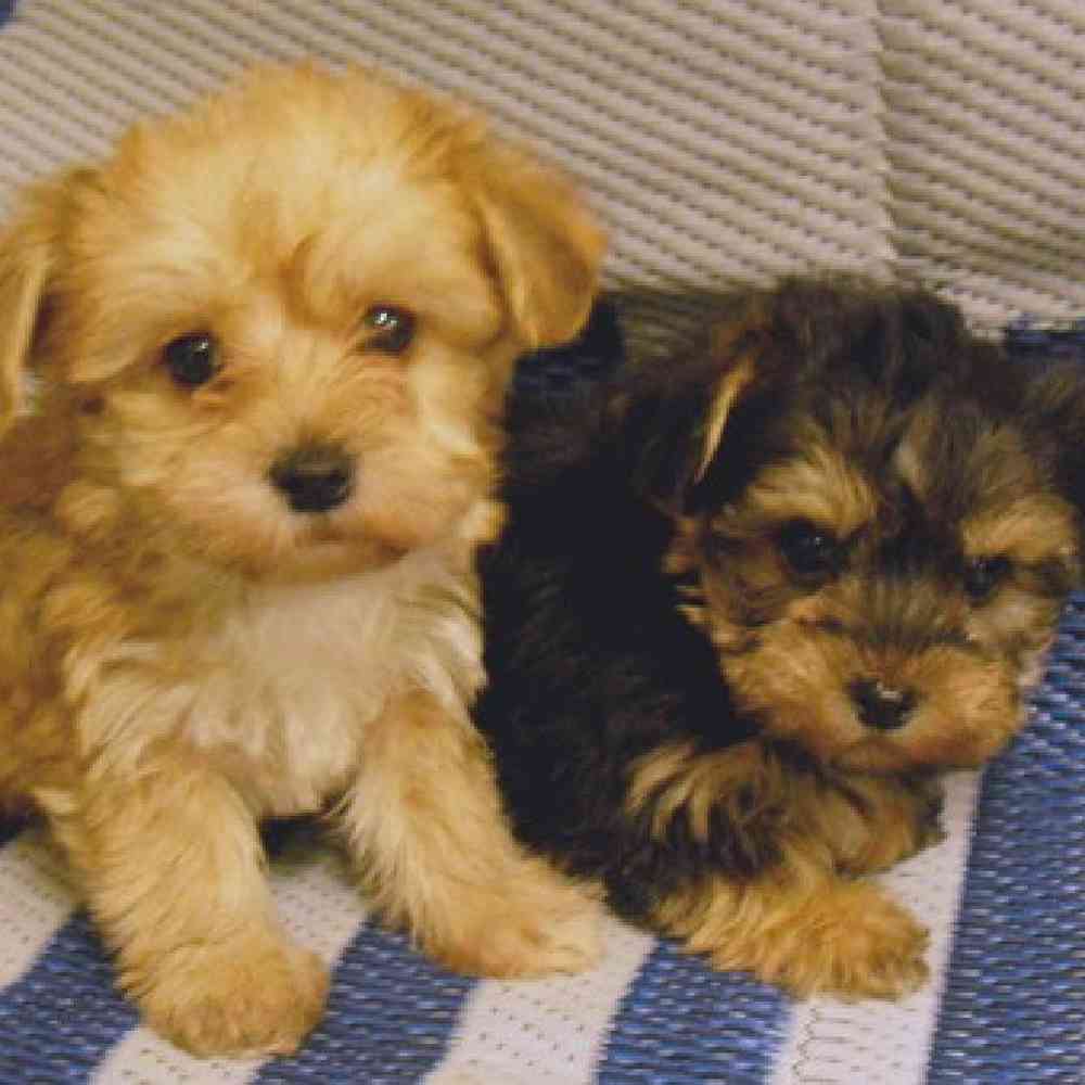 Yorkie-Poo image