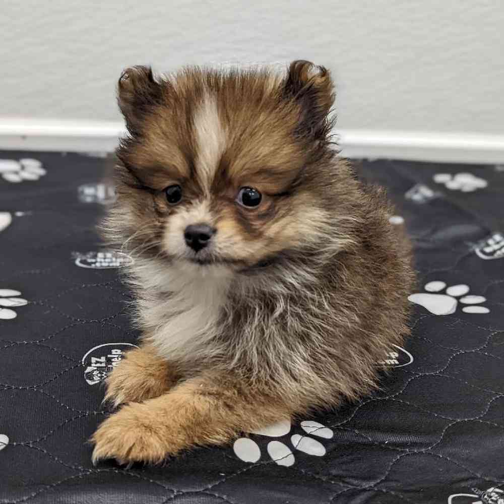 Female Pomeranian Puppy for sale