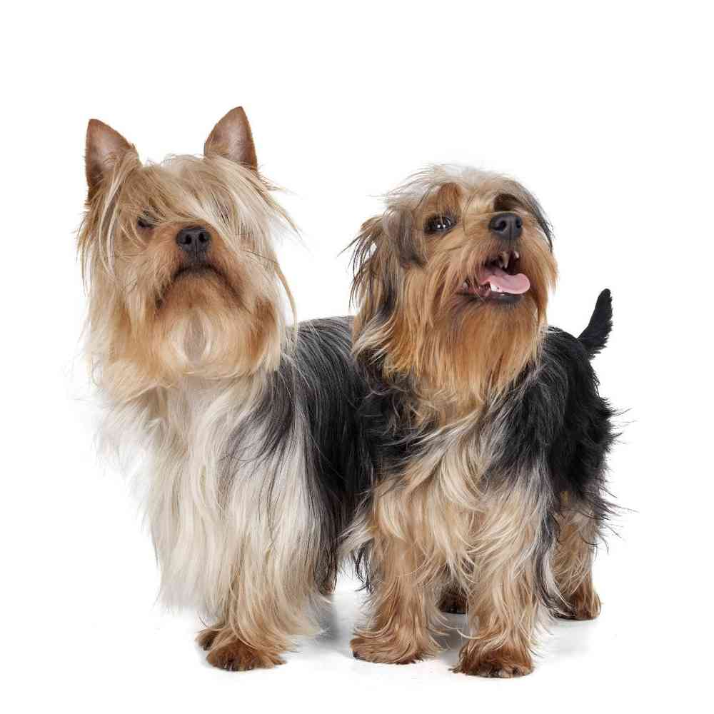 Silky Terrier image