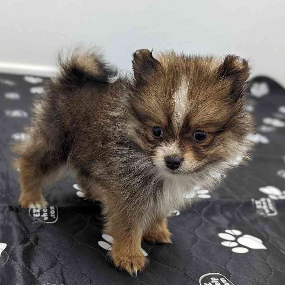 Female Pomeranian Puppy for sale