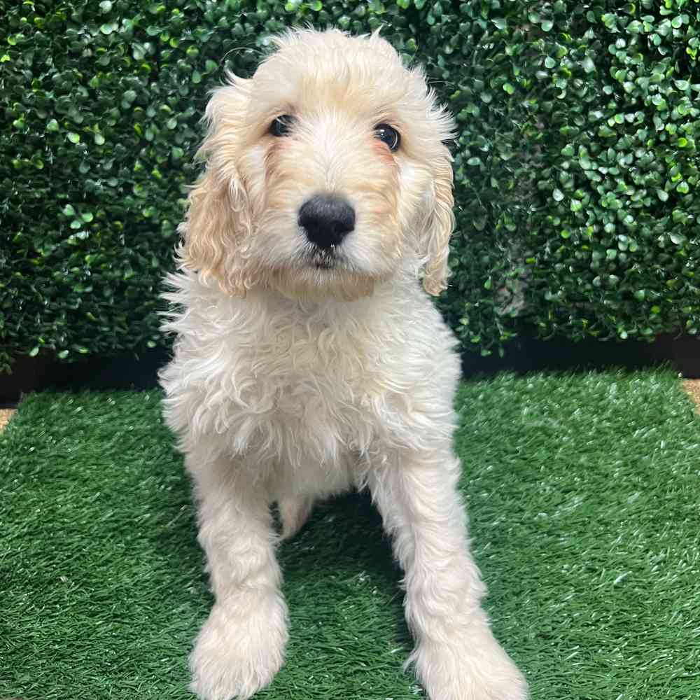 Goldendoodle (F1B) image