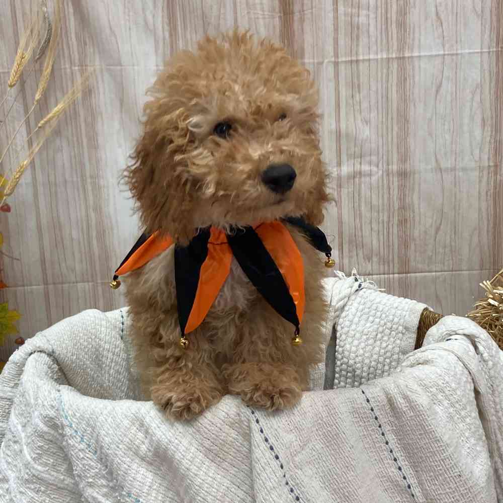 Bichon-Mini Poodle image