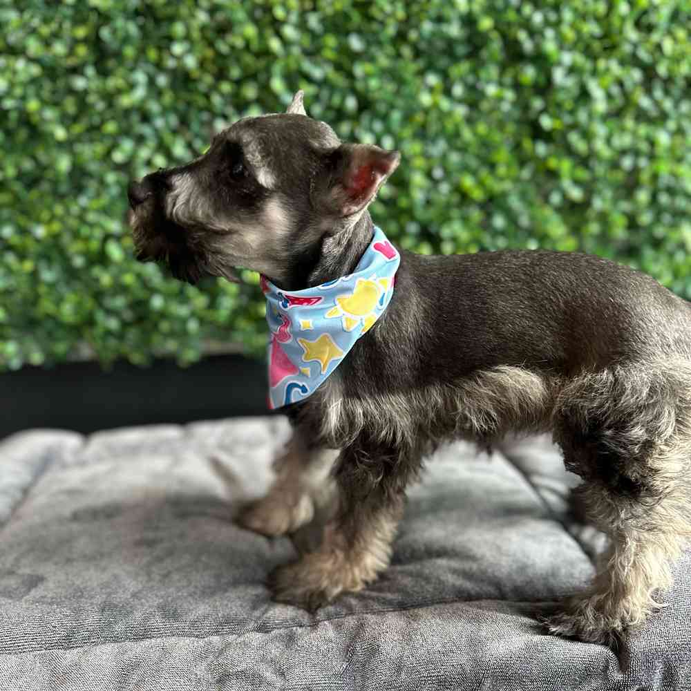 Schnauzer image