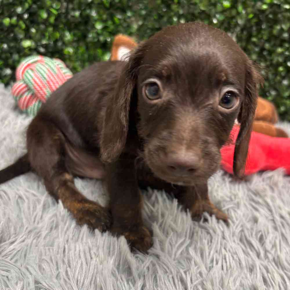 DOXIPOO image