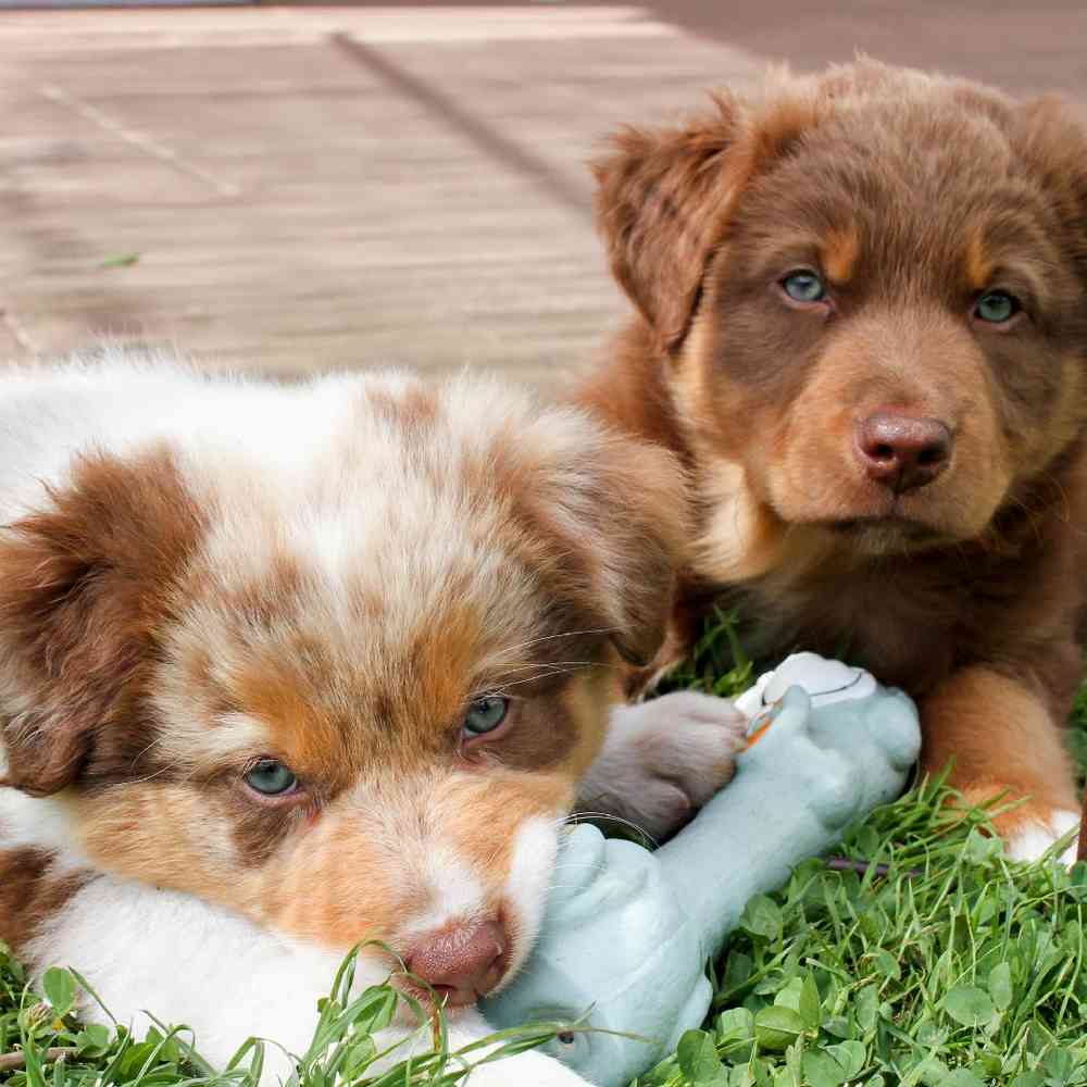 Australian Shepherd image