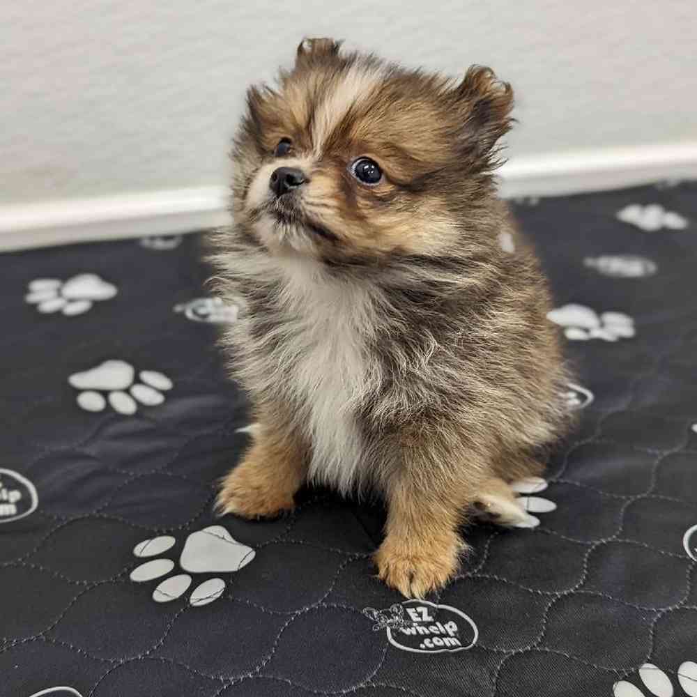 Female Pomeranian Puppy for sale