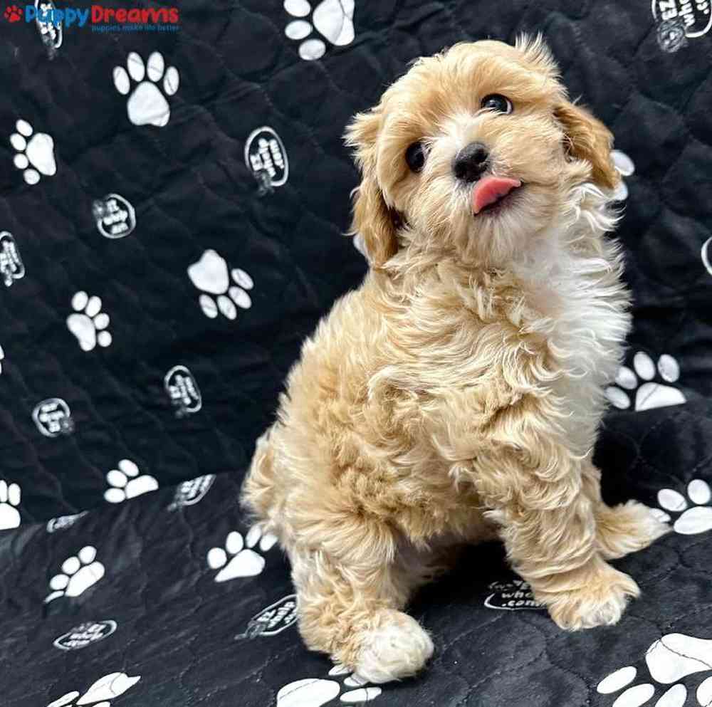 Male Maltipoo Puppy for Sale in Little Rock, AR