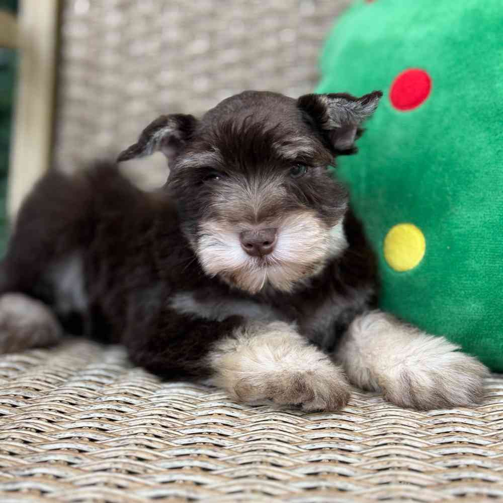 Schnauzer image