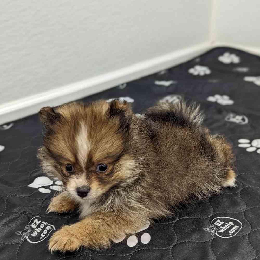 Female Pomeranian Puppy for sale