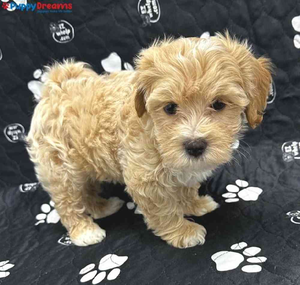 Male Maltipoo Puppy for Sale in Little Rock, AR