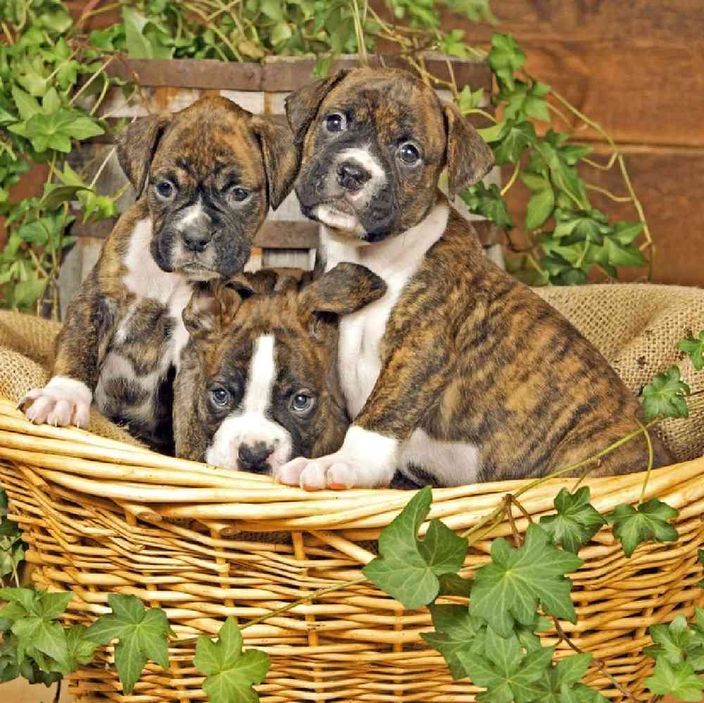 Boxer image