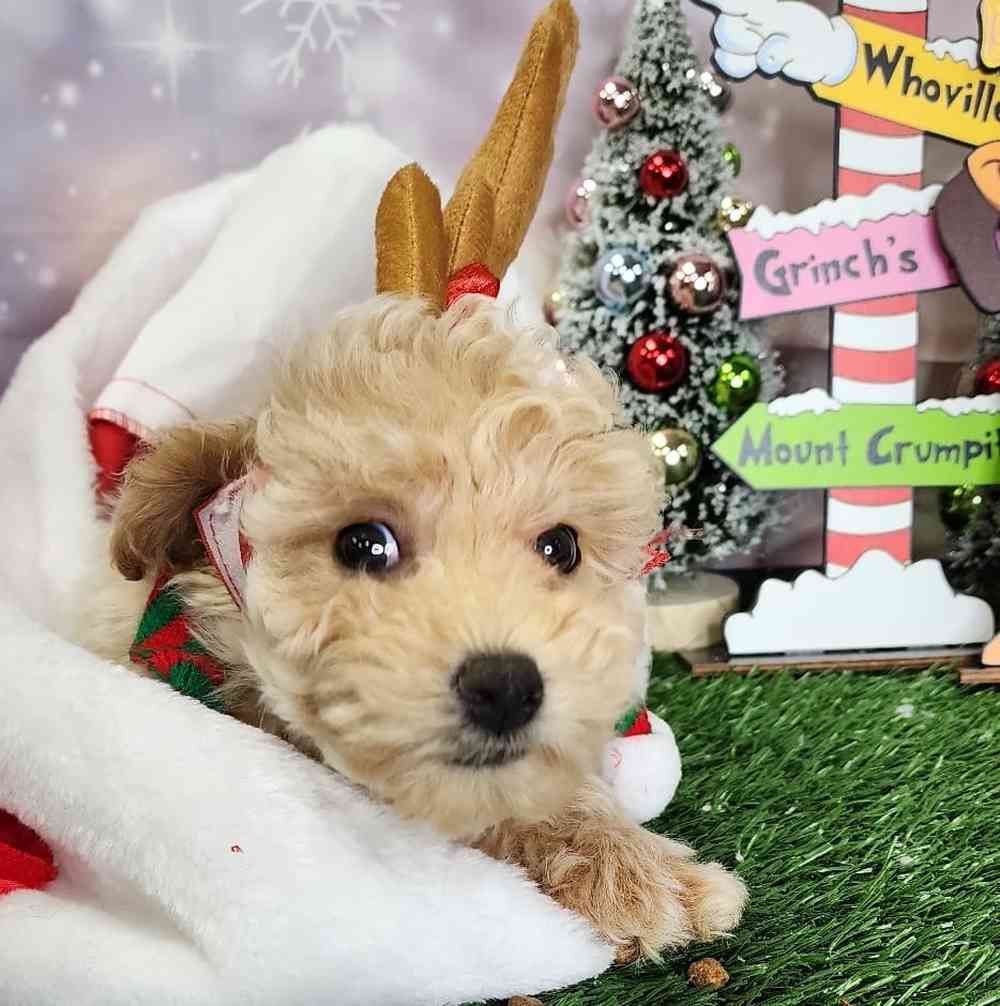 image_cropper_E64E1D0C-245F-4E2C-8F08-5DB8C4BEA626-74397-00002AD085DD8DEC.jpg