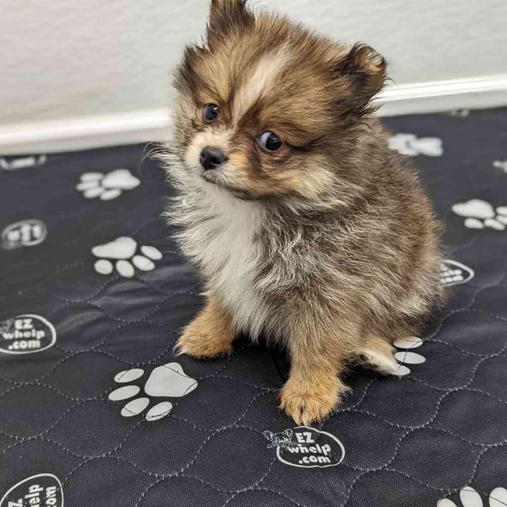 Female Pomeranian Puppy for sale