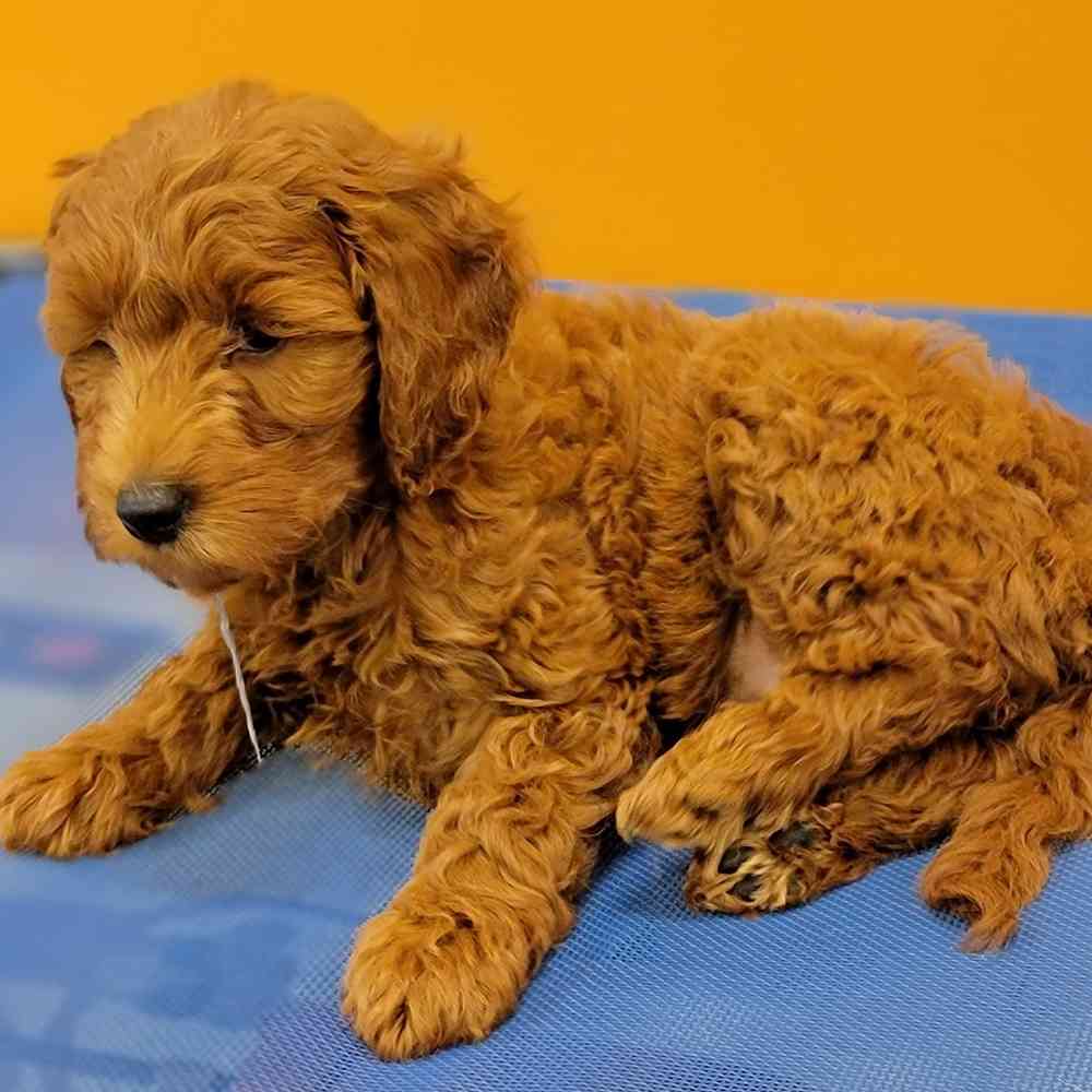 Goldendoodle (F1B) image