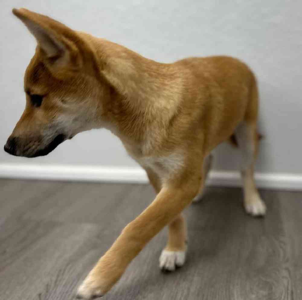 Female Shiba Inu Puppy for Sale in Little Rock, AR