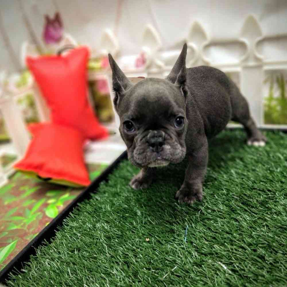French Bulldog For Sale Junction City KS