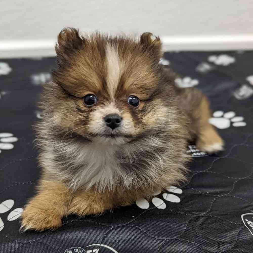 Female Pomeranian Puppy for sale