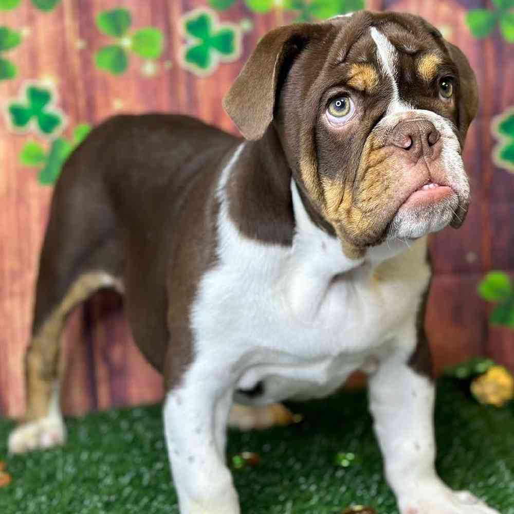 Male English Bulldog Puppy for Sale in Garland, TX