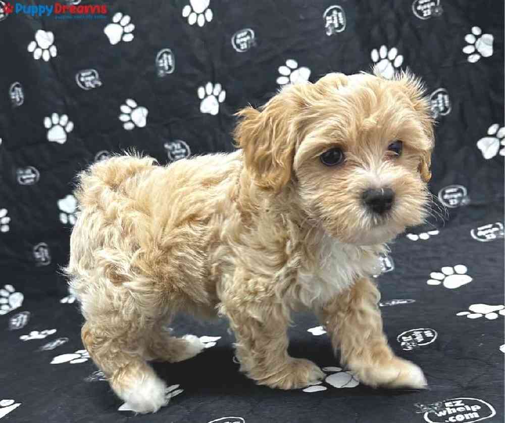 Male Maltipoo Puppy for Sale in Little Rock, AR