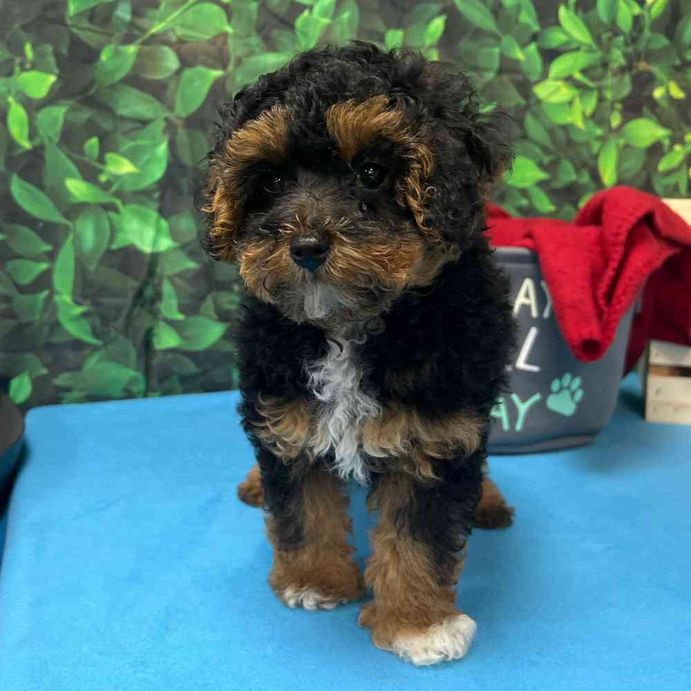 Toy poodle al cheap