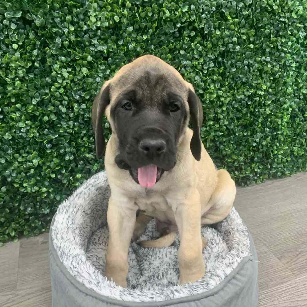 English Mastiff image