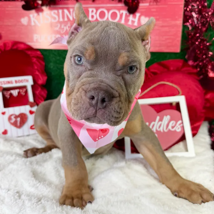 American Bully image