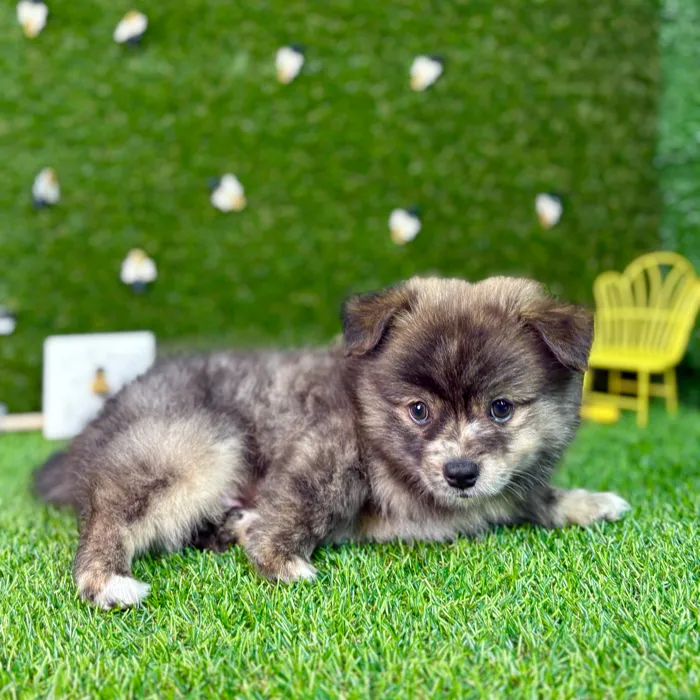 PomChi image