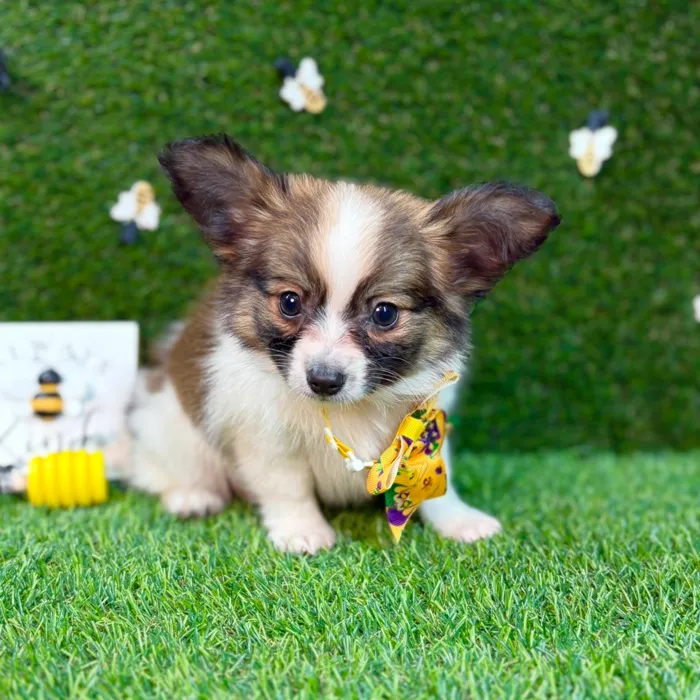 Papillon-Chihuahua image