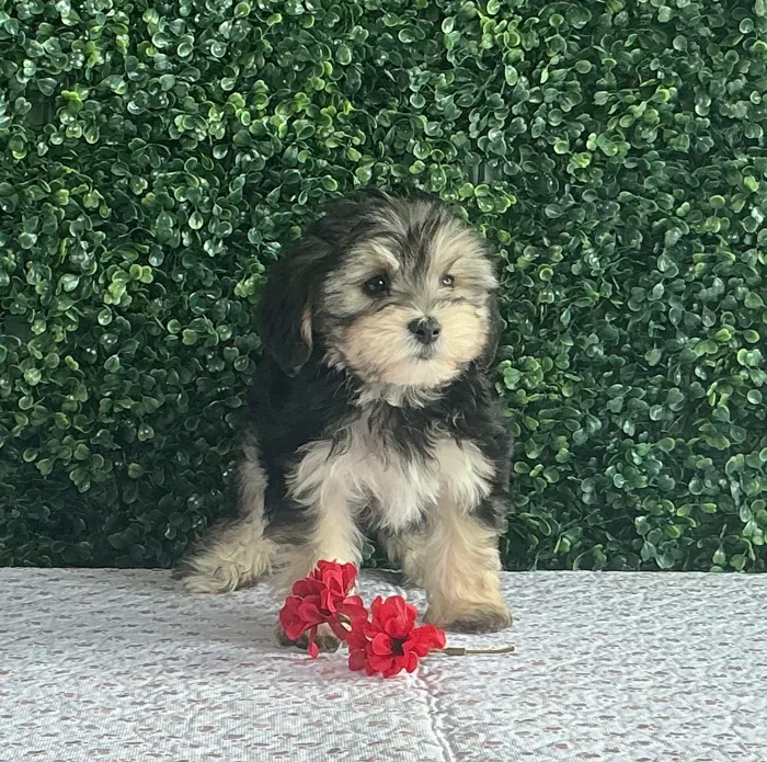 image_cropper_1EA1230E-12BF-47B8-B9C0-787D634EE0CF-1645-00000178B40320D5.jpg image