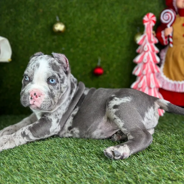 American Bully image