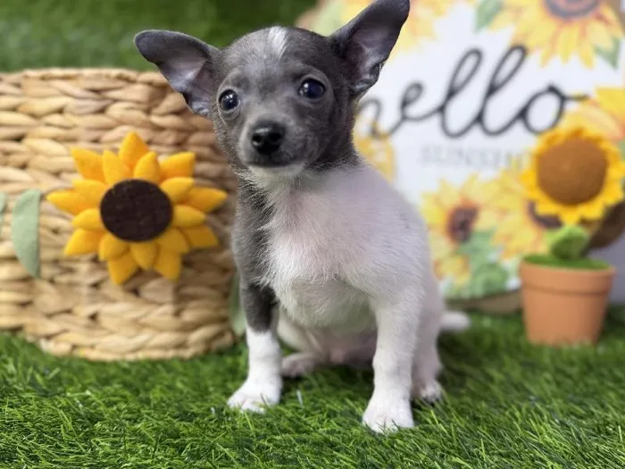 Male PomChi Puppy for Sale in Puyallup, WA