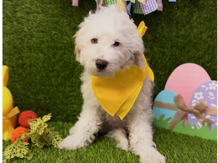 Male 2nd Gen Mini Goldendoodle Puppy for Sale in ,