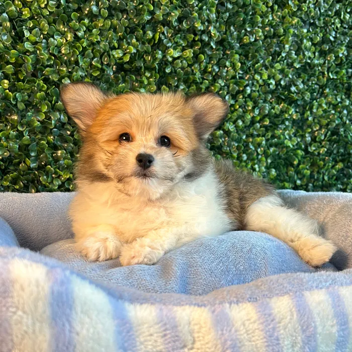 Bichon Frise-Pomeranian image