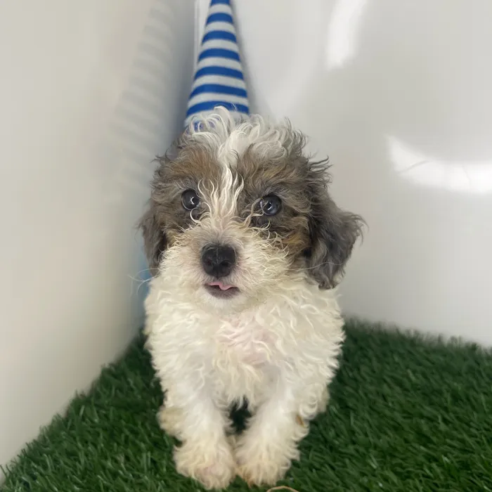 Parti Poodle image