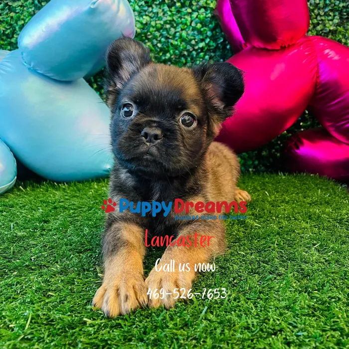 Fluffy French Bulldog image