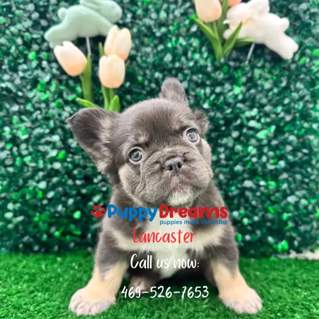 Fluffy French Bulldog image