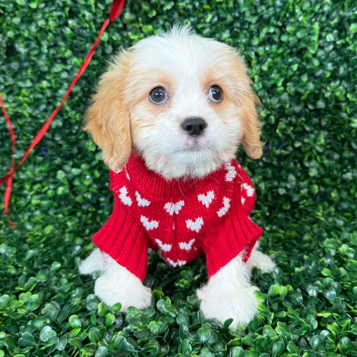 Cavalier King Charles Spaniel/Shih-chon image