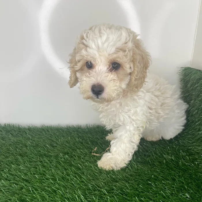 Bichon-Mini Poodle image