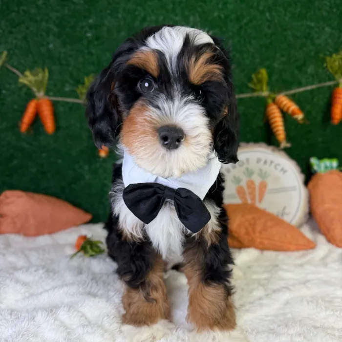 image_cropper_A080552C-A5CE-462B-9C88-8983EC454F04-7870-000001F63A4BDED3.jpg image