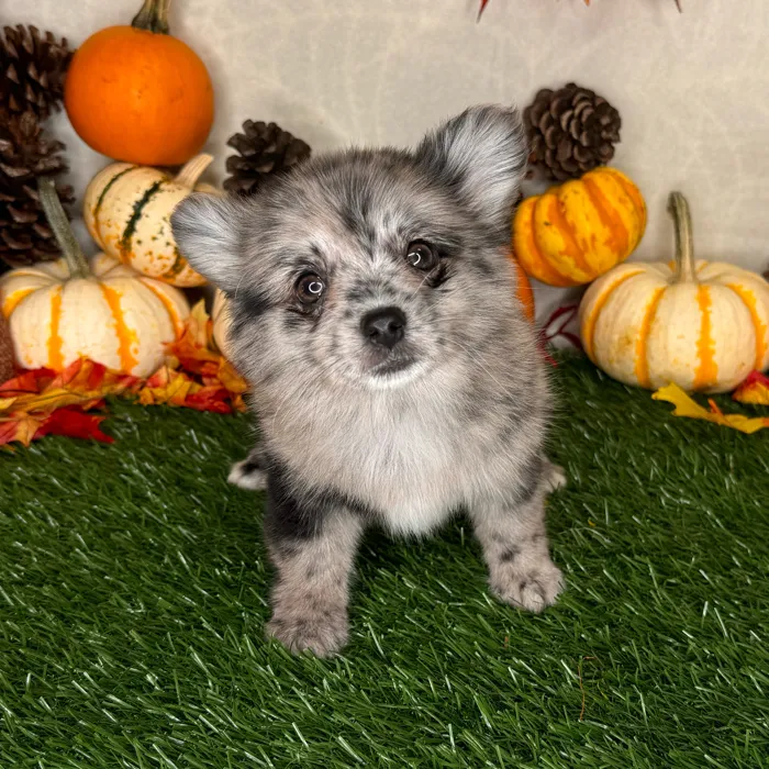 PomChi image
