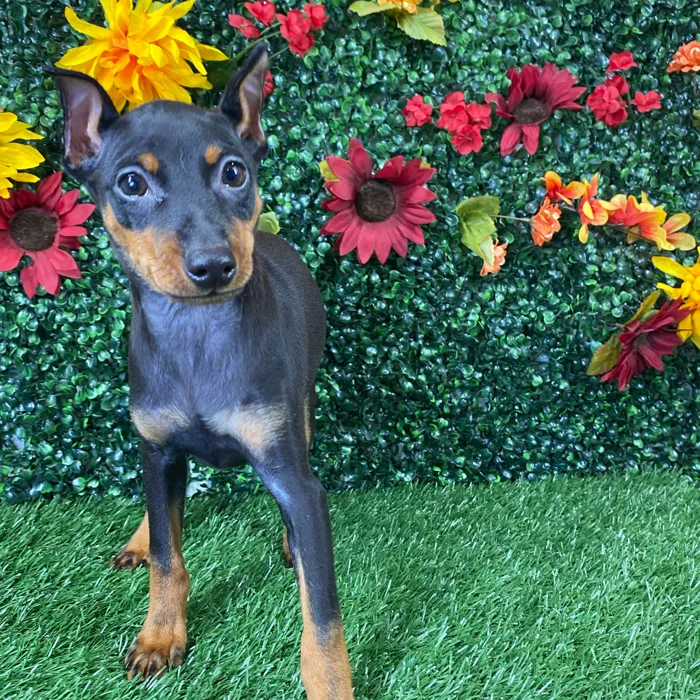 Mini Pinscher image
