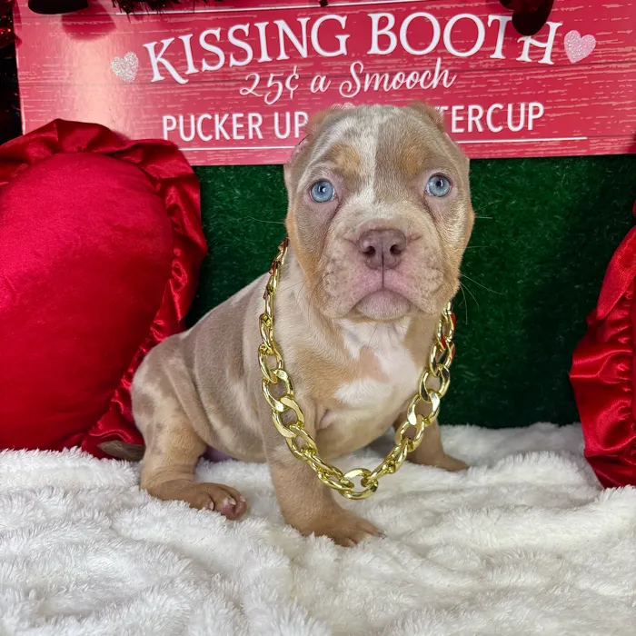 American Bully image