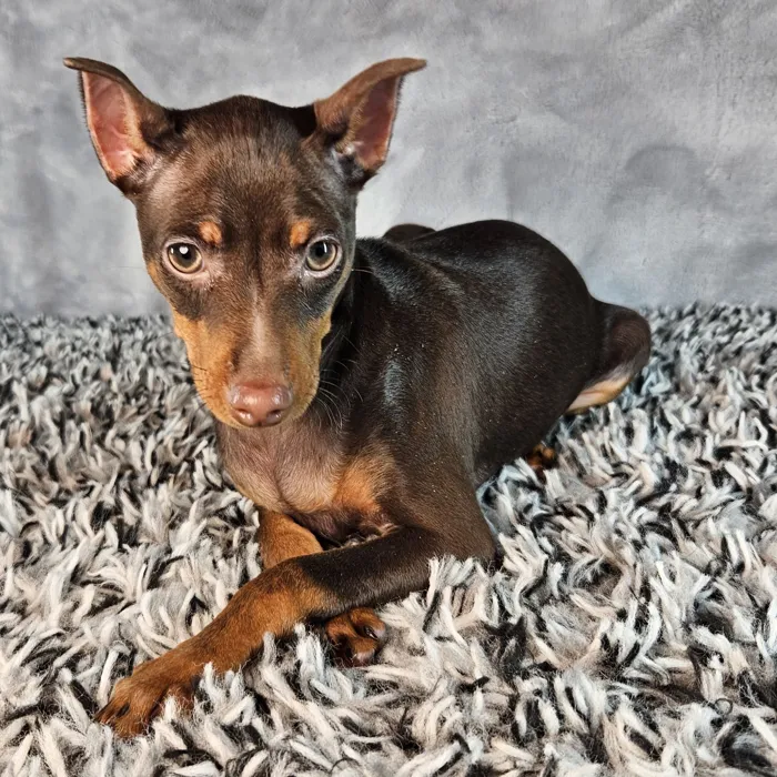 Mini Pinscher image